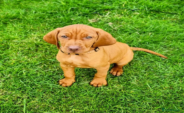 Hungarian Vizsla dogs - Advert 1