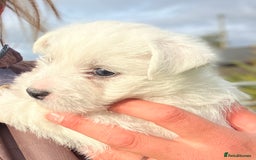 West Highland Terrier dogs for sale: GORGEOUS West Highland puppies - Image 15