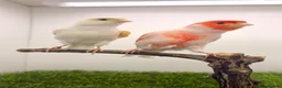 Canaries birds for sale: x2 very good quality red mosaic pairs  - Advert 3
