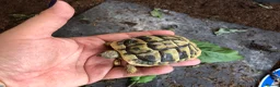 Hermann Tortoise reptiles for sale: Herman hatchlings  - Advert 6