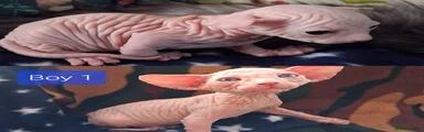 Sphynx 1