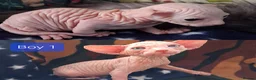 Sphynx cats for sale: Sphynx Kittens - Advert 10