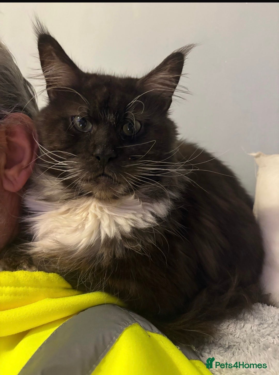 Maine Coon cats for sale: HANDSOME OSCAR LOOKING HIS NEW FAMILY - Advert 2