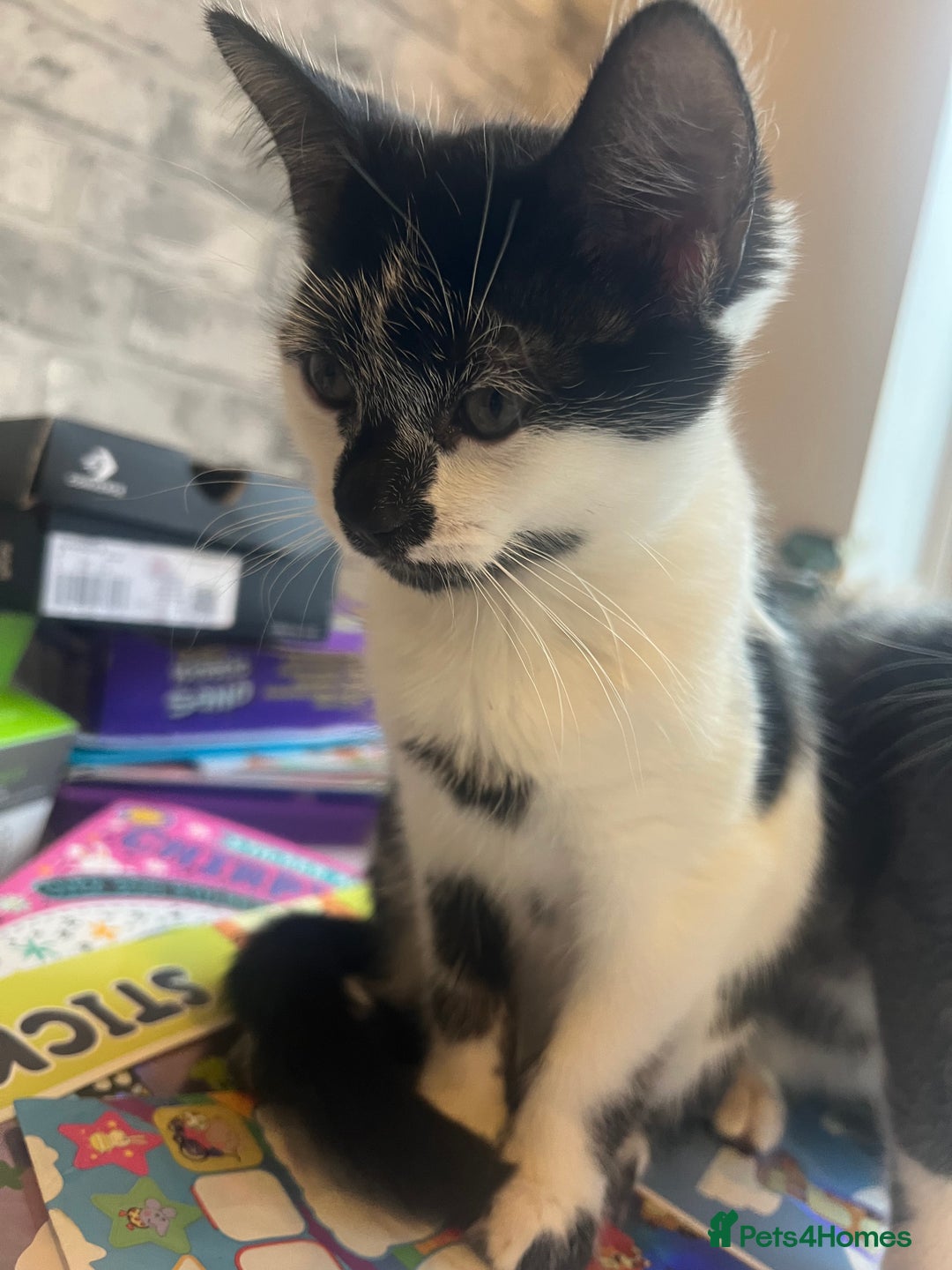 Mixed Breed cats for sale: 1 female left-Gorgeous Bengal X British Shorthair  - Advert 6