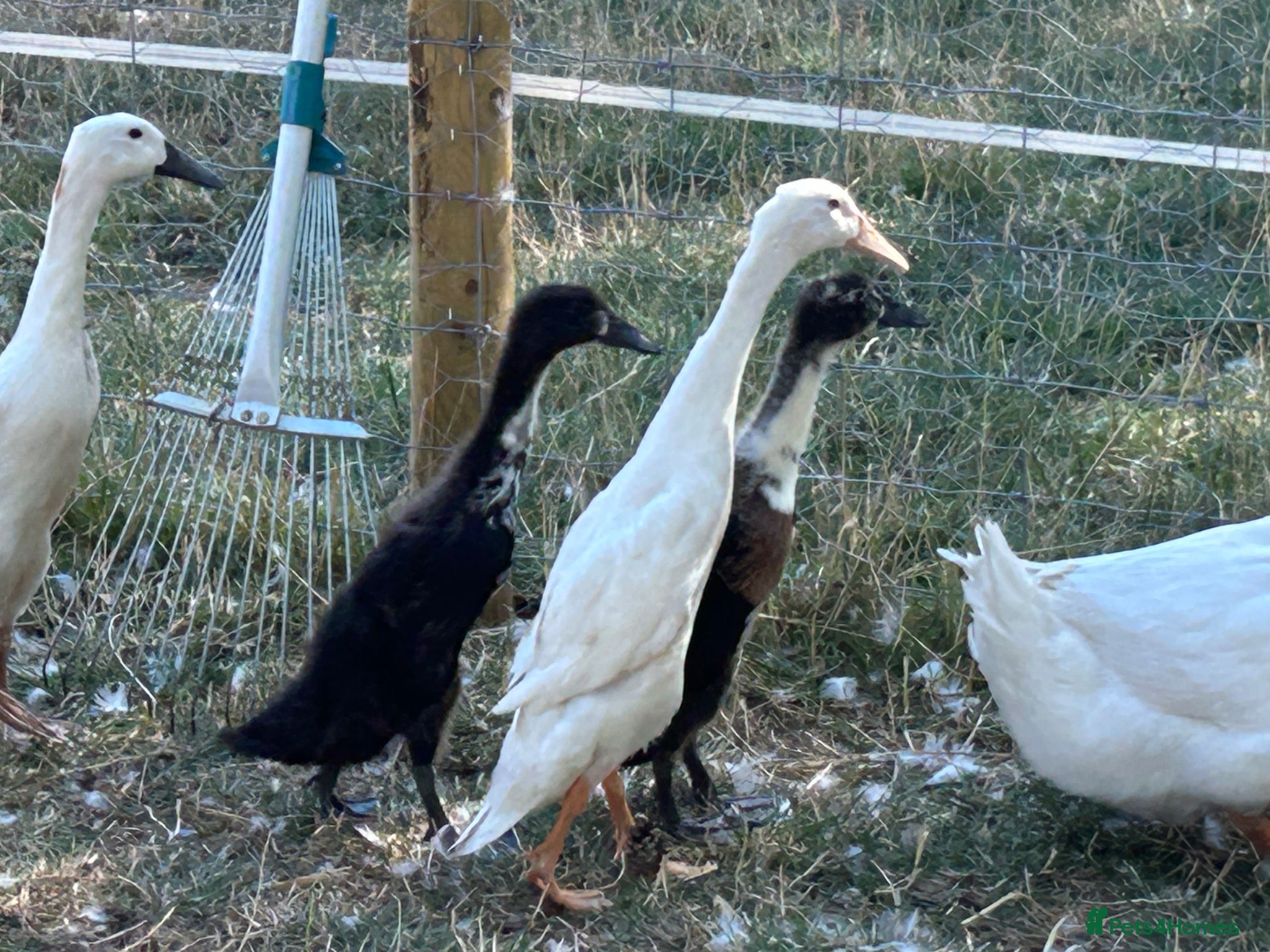 Ducks poultry for sale: FEMALE DUCKS / pair of runners - Advert 2