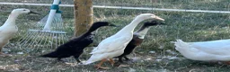Ducks poultry for sale: FEMALE DUCKS / pair of runners - Advert 1