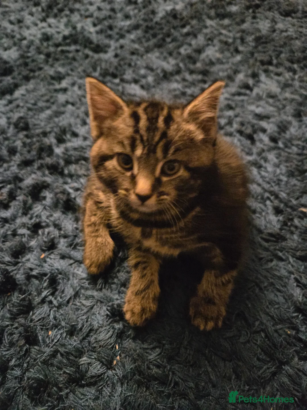 Mixed Breed cats for sale: Tabby female kitten in Colchester - Advert 7