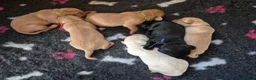 Labrador Retriever dogs for sale: 1 Male labrador pup available good health testing in Hastings - Advert 2