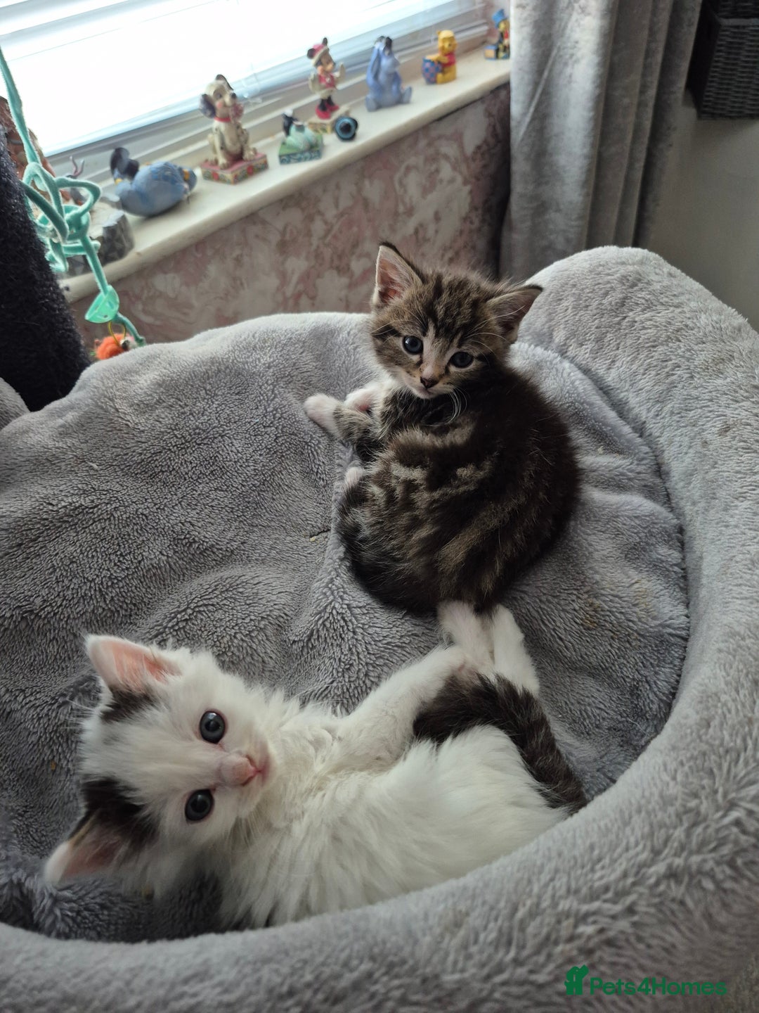 Ragdoll cats for sale: 💥Ready now 💥😻 Ragdoll mix 😻💥 - Image 19