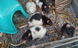 Rat rodents for sale: 4 Male rats for sale  - Image 1