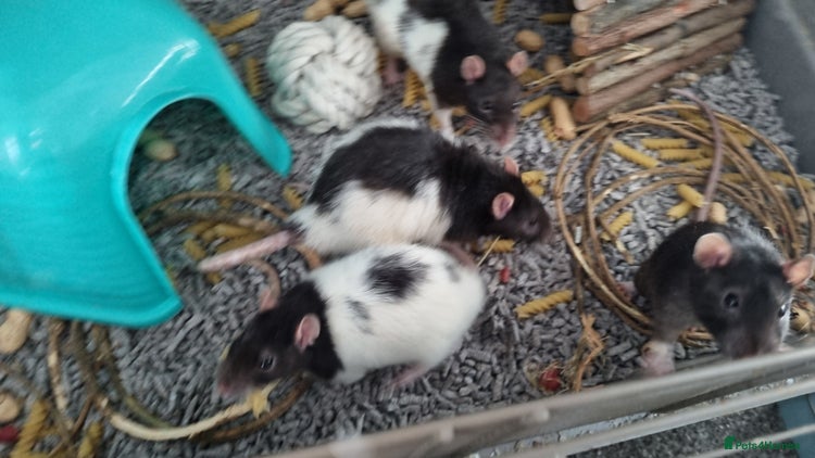 Rat rodents - Advert 5