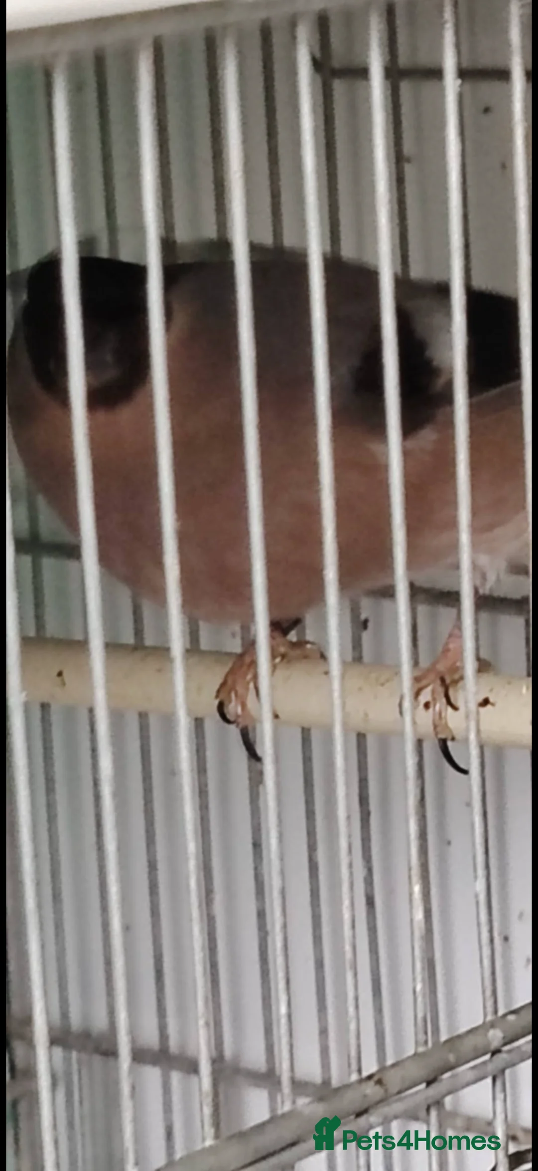 Finches birds for sale: Siberian bully hen 2025 in Rowlands Gill - Advert 1