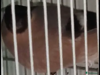 Finches birds Siberian bully hen 2025 - Advert 3