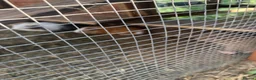 Guinea Pig rodents for sale: Loads of guinea pigs for sale - Advert 3