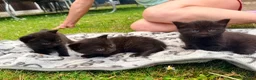 Mixed Breed cats for sale: kittens in Derby - Advert 5