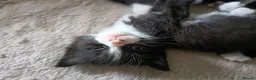 Mixed Breed cats for sale: Mixed breed kittens  in Bournemouth - Advert 3