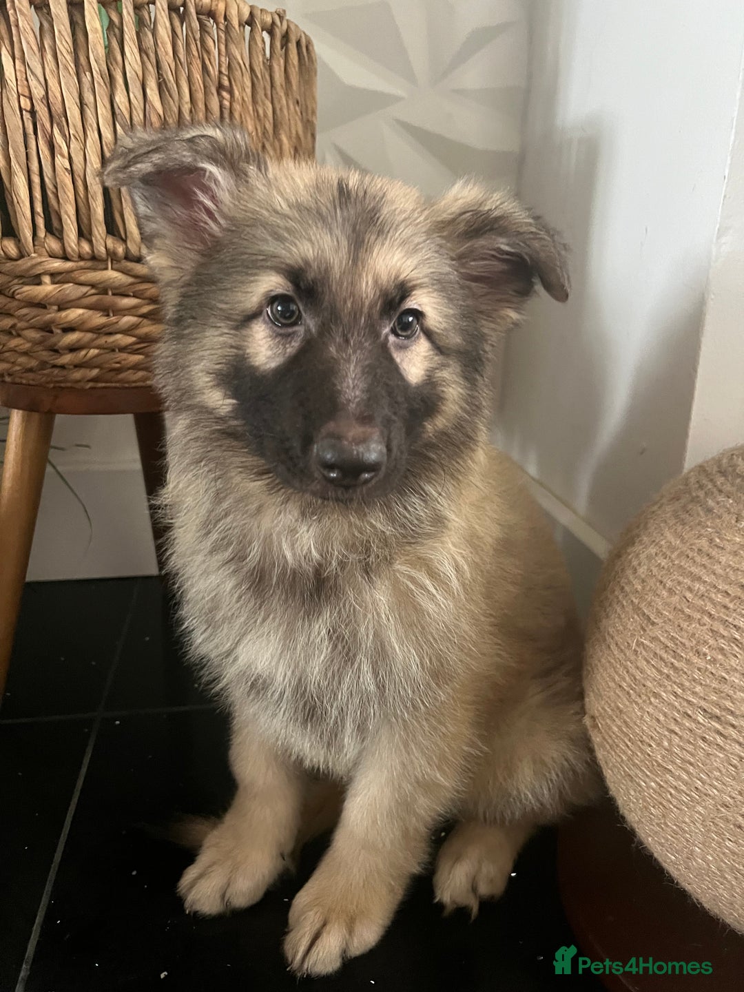 German Shepherd dogs for sale: German shepherd pups silver sable black/tan black  - Image 25