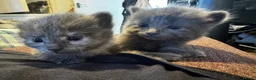 Russian Blue cats for sale: Mixed blue Russian kittens - Advert 10