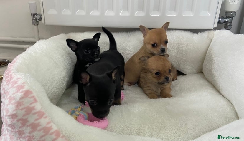 Chihuahua dogs Chihuahua puppies for sale - Advert 1