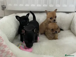 Chihuahua dogs Chihuahua puppies for sale - Advert 1