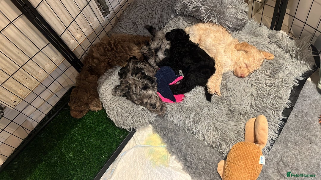 Cockapoo dogs for sale: Stunning health tested F1b cockerpoo puppies - Advert 5