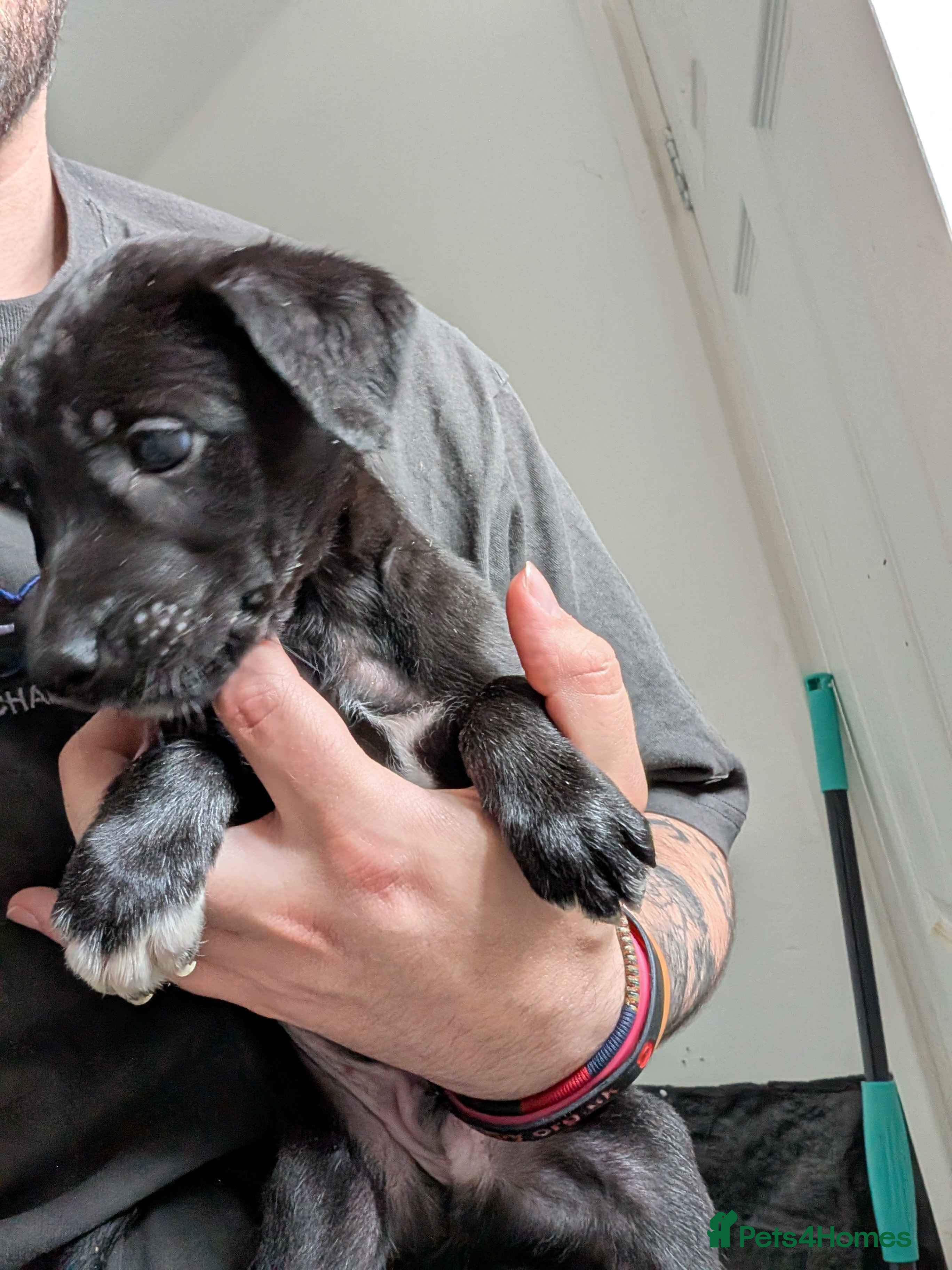 Greyhound dogs Greyhound puppies 1 black male left - Advert 2