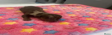 Dachshund Puppy 3