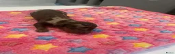 Dachshund dogs for sale: Miniature dachshund puppies in Witney - Advert 7