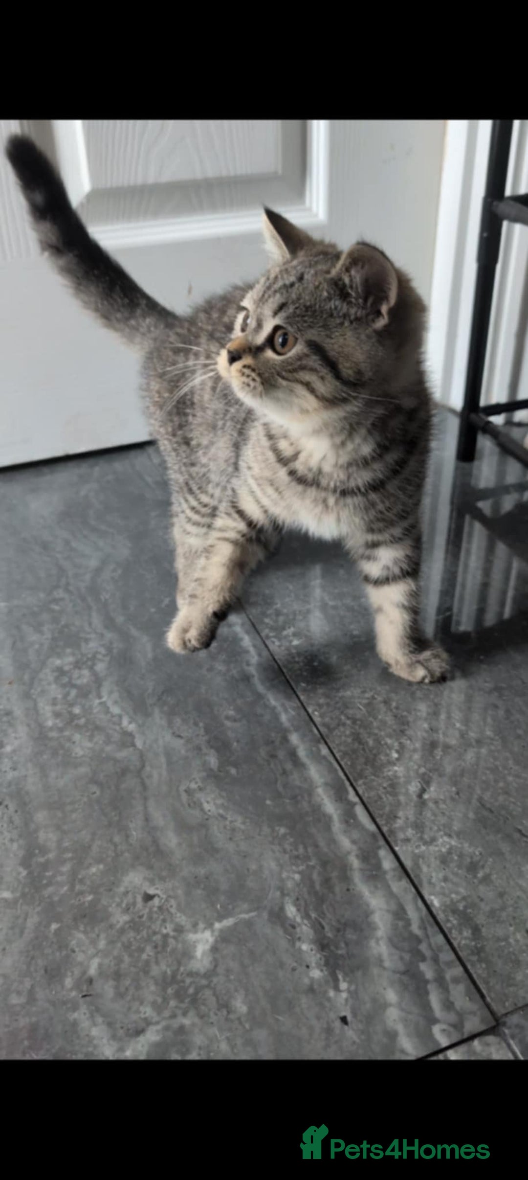 British Shorthair cats for sale:  Ready now. British shorthair kittens  - Image 19