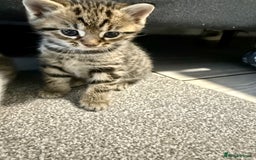 British Shorthair cats for sale: Kittens ready to leave  - Image 6