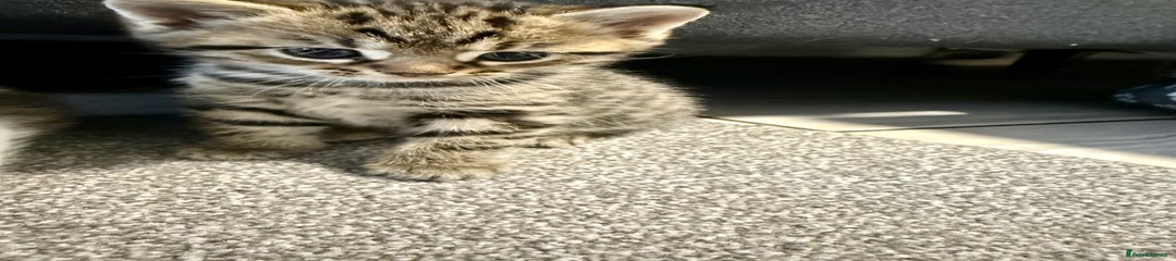 British Shorthair Kitten 1