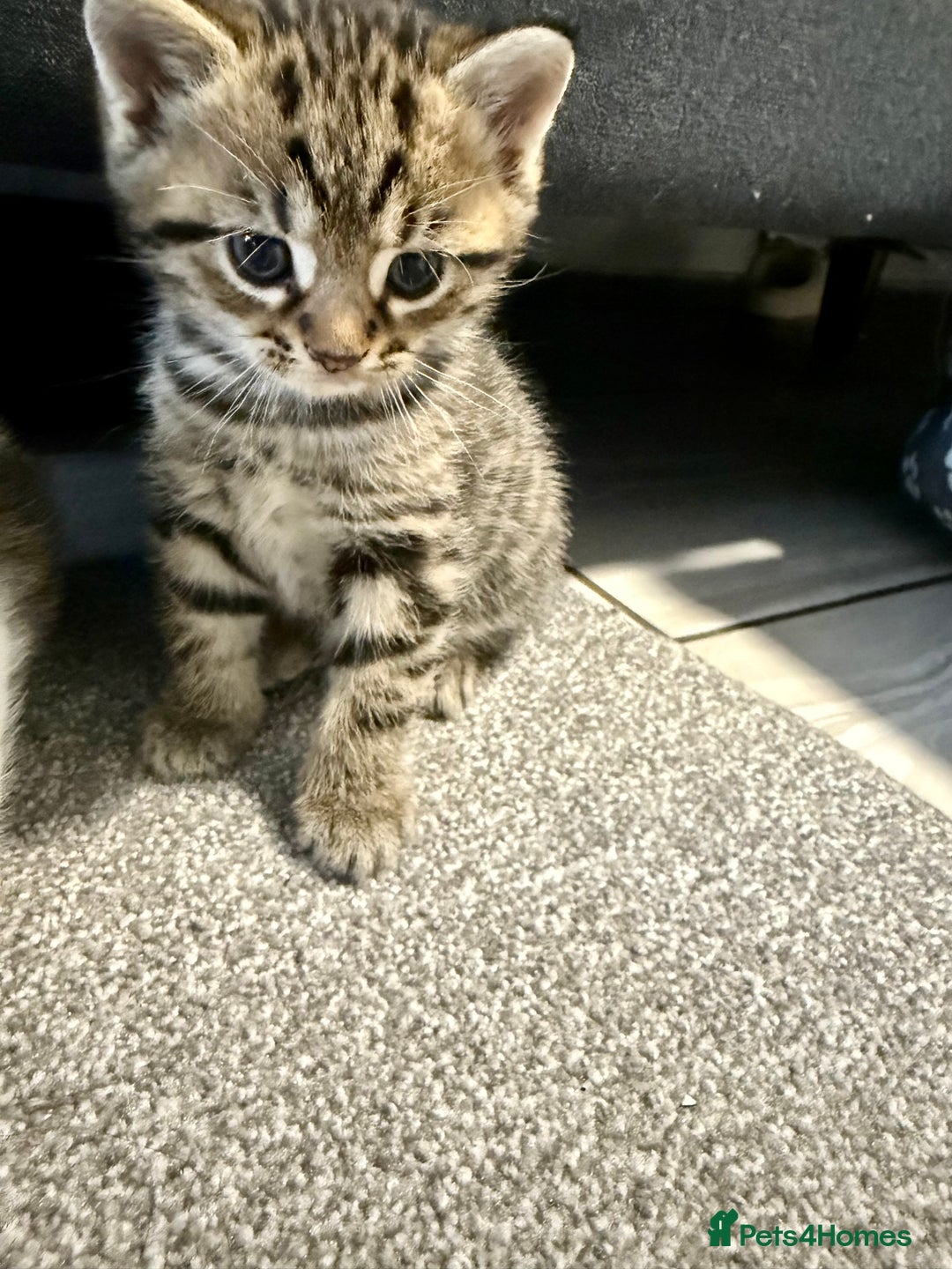 British Shorthair cats for sale: Kittens ready to leave  - Image 6