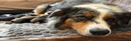 Mixed Breed dogs for sale: 8 Puppies for Sale - 6 Male, 2 Female - Advert 3