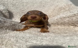 Miniature Dachshund dogs for sale: True To Type Miniature Dachshunds  - Image 1