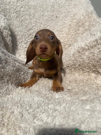 Miniature Dachshund dogs - Advert 16