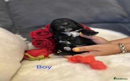 Cockapoo dogs for sale: Beautiful Cockapoo Puppy's  - Image 2