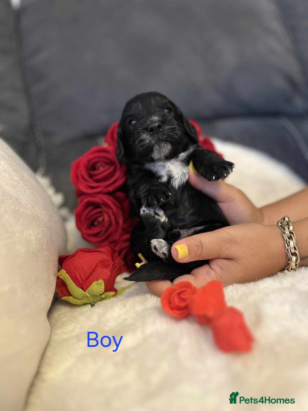Cockapoo dogs for sale: Beautiful Cockapoo Puppy's  - Image 2