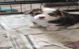 Welsh Corgi Pembroke dogs for sale: Well bred pembs pups DNA clear DM,eic, Vwd ,pra - Image 5