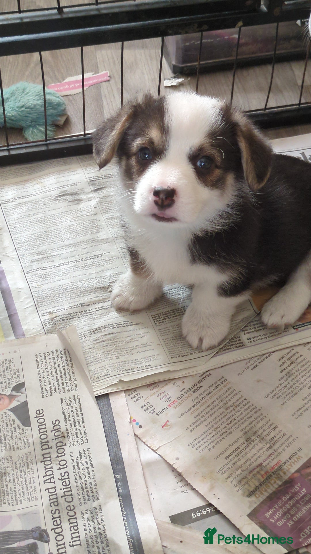 Welsh Corgi Pembroke dogs for sale: Well bred pembs pups DNA clear DM,eic, Vwd ,pra - Image 5