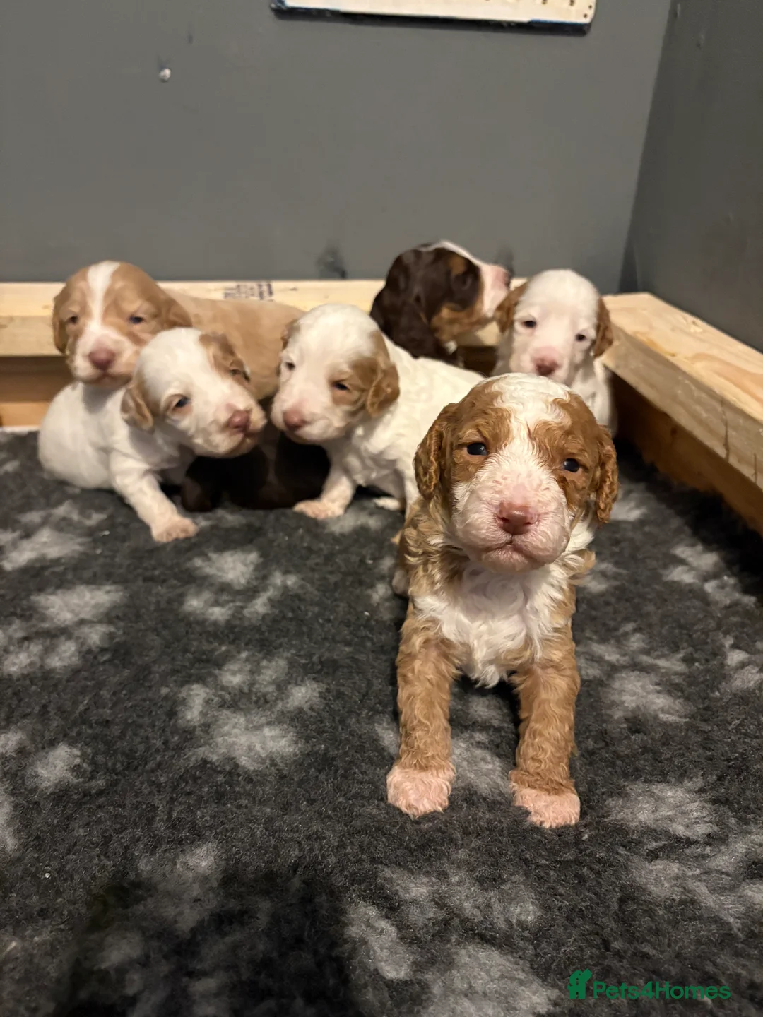 Cockapoo dogs for sale: 🐶🐾Cockapoo puppies🐶🐾 - Advert 2