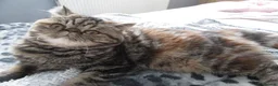 Exotic cats for sale: Beautiful Exotic female kittens Ready Now - Advert 12
