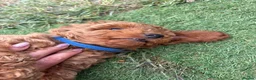 Toy Poodle dogs for sale: Stunning toy poodle puppies ready to leave now! - Advert 12