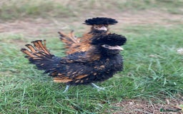 Mixed Breed birds for sale: Point of lay Hens & Pullets – VARIOUS BREEDS 🦚  - Image 3