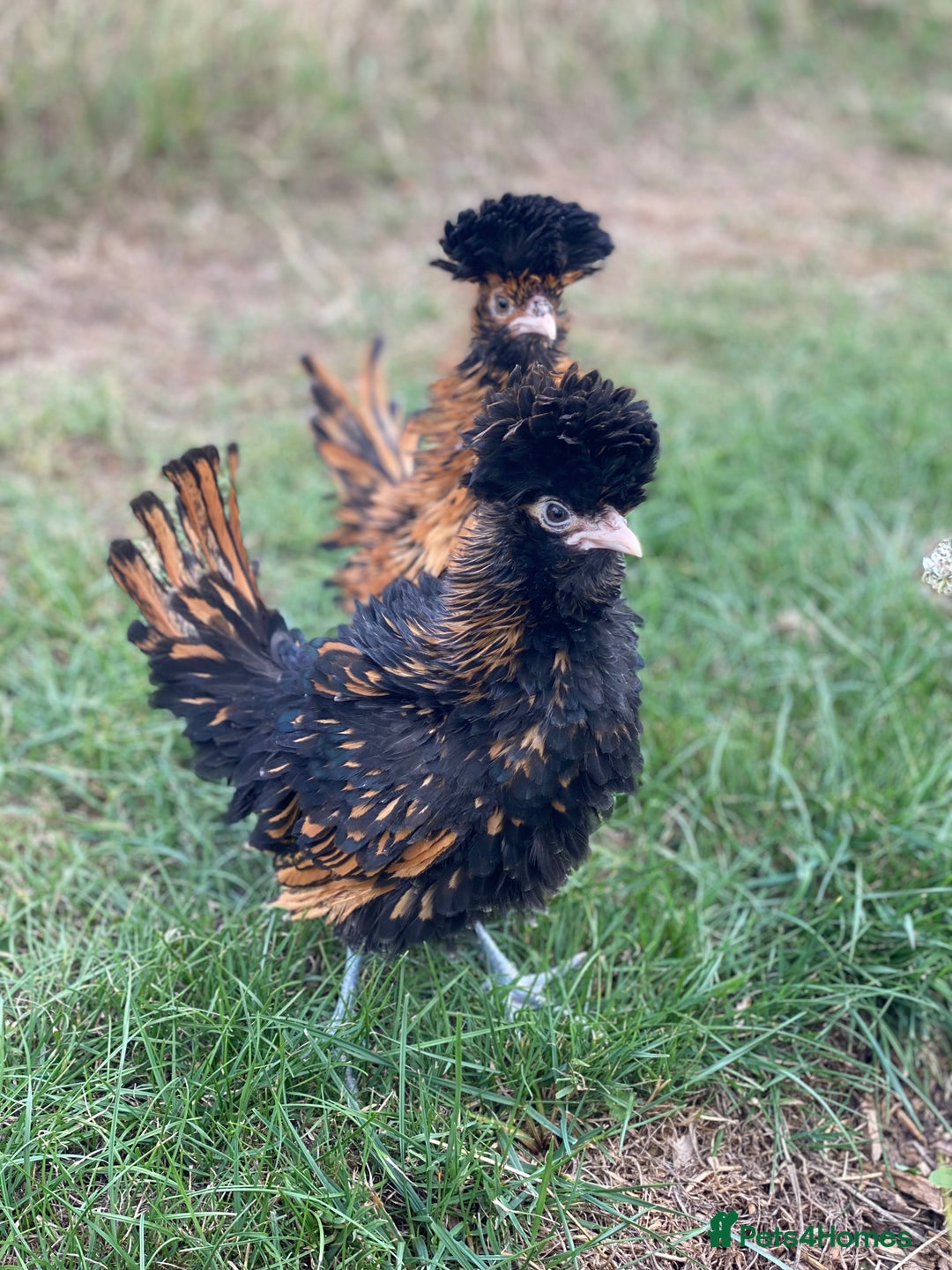Mixed Breed birds for sale: Point of lay Hens & Pullets – VARIOUS BREEDS 🦚  - Image 3