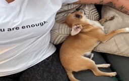 Chihuahua dogs for sale: Beautiful sweet Chihuahua for sale  - Image 6