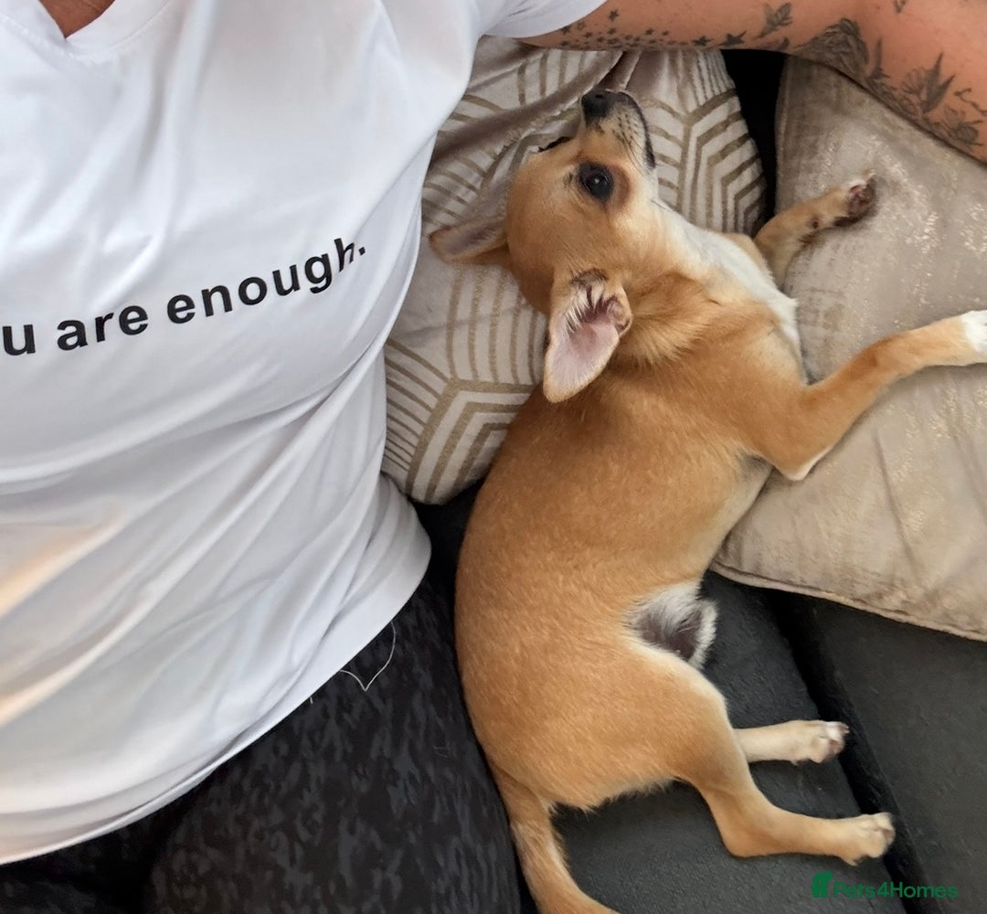 Chihuahua dogs for sale: Beautiful sweet Chihuahua for sale  - Image 6