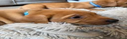 Labrador Retriever dogs for sale: Stunning fox red Labrador pups 🐶  in Rotherham - Advert 26