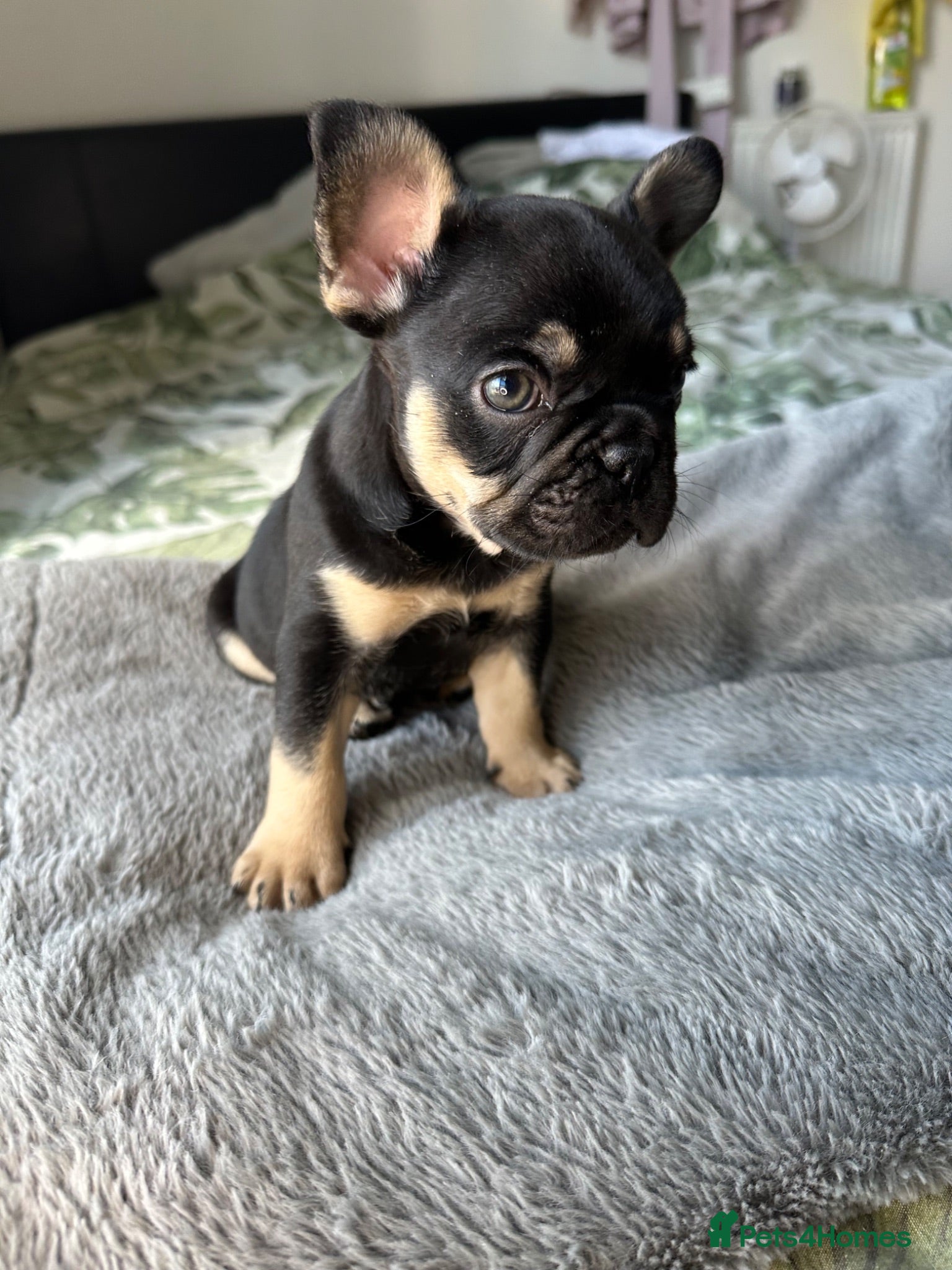 French Bulldog dogs Last Pedigree Frenchie - Advert 1