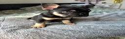 French Bulldog dogs for sale: Last Pedigree Frenchie in Ilford - Advert 1