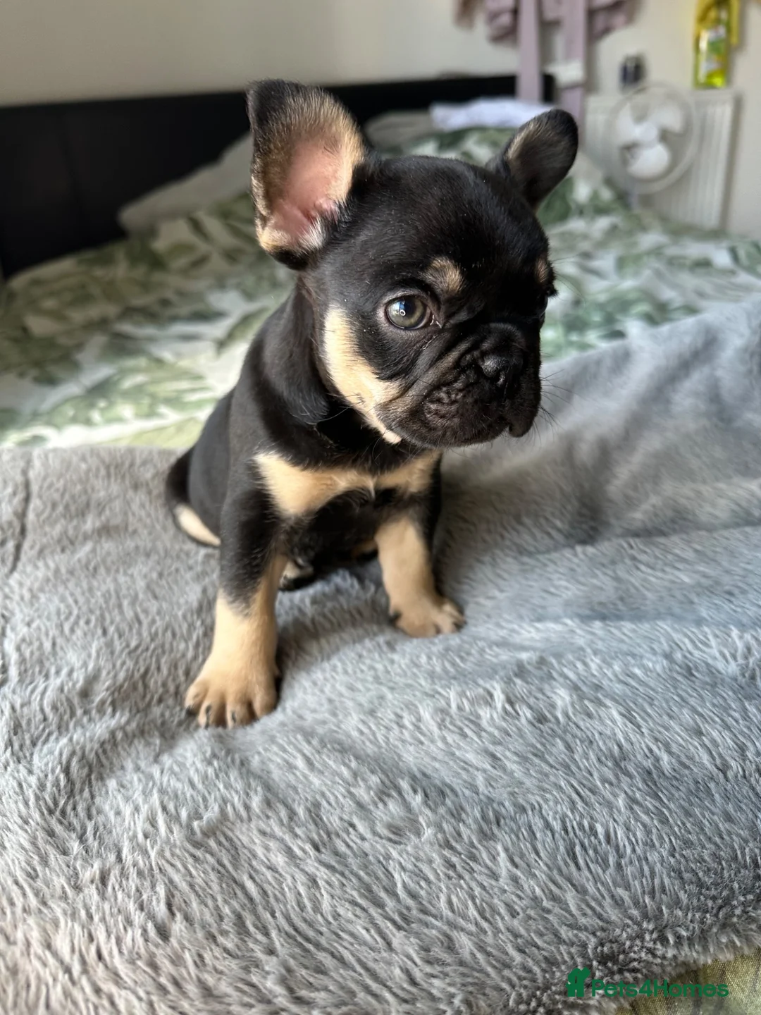 French Bulldog dogs for sale: Last Pedigree Frenchie in Ilford - Advert 1